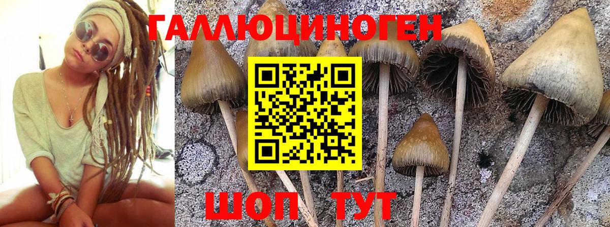 Галлюциногенные грибы Psilocybe Кимры